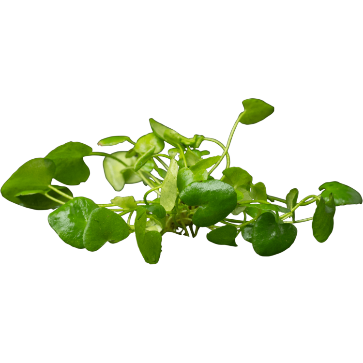 Planta acvariu Nymphoides cristata Flipper Stoffels - imagine 3